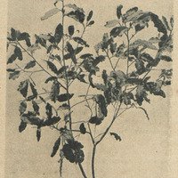 Ebénier de Madagascar