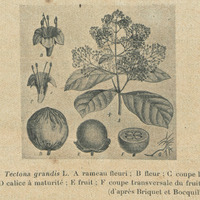 Tectona Grandis