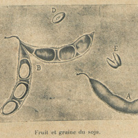 Fruit et graine de soja