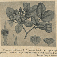 Guaiacum officinale