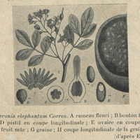 Feronia elephantum correa