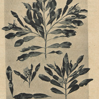 Rameaux et fleurs de Phyllarthron bojeri