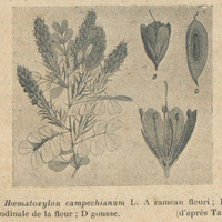 Hoematoxylon campechianum