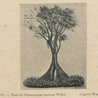 Port du Pterocarpus indicus wild