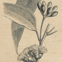 Eucalyptus colossea