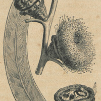 Eucalyptus Globulus