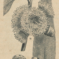 Eucalyptus gomphocephala