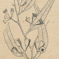 Eucalyptus longifolia