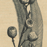 Eucalyptus marginata