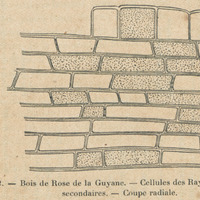 Bois de rose de la Guyane : Coupe radiale des cellule des Ray secondaires