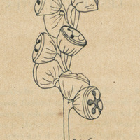 Eucalyptus Megacarpa