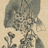 Eucalyptus polyanthema