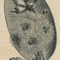 Eucalyptus robusta