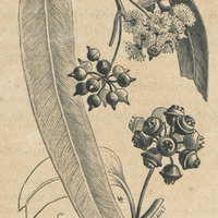 Eucalyptus rostrata
