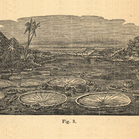 Fig. 3.— La Victoria regia, Lindley