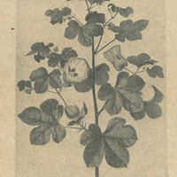 Gossypium herbaceum