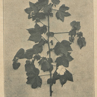 Gossypium hirsutum