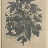 Gossypium barbadense