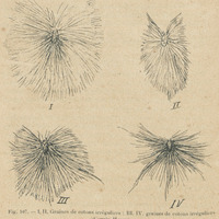 Graines de cotons irréguliers