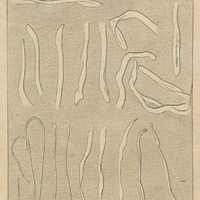 Types d'extrémités de fibres de coton