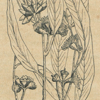 Eucalyptus rudis