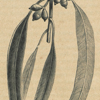 Eucalyptus vinimalis