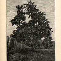 Bread-fruit tree