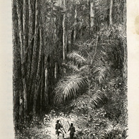 Première excursion dans une forêt vierge