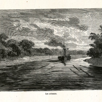 Les caïmans