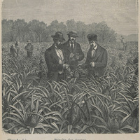 Récolte des ananas