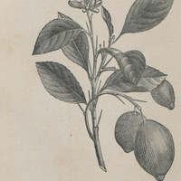 Citronnier