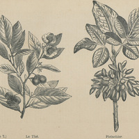 Le thé et le pistachier