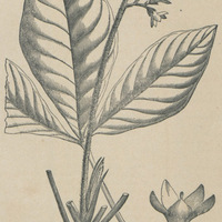 Le Quinquina