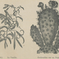 La vanille et des cochenilles sur un Norpal