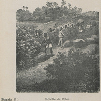 Récolte de coton