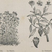 Le ramie et le cacaoyer
