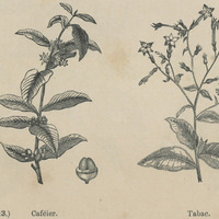 Le caféier et le tabac