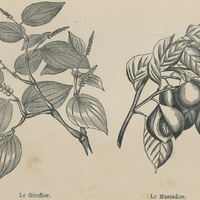 Le giroflier et le muscadier