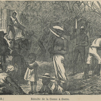 Récolte de la canne à sucre