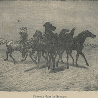 Chevaux dans la savane