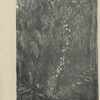 La forêt vierge