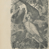 Perroquets dans la forêt