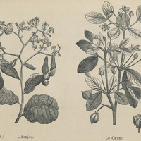 L'acajou et le gayac