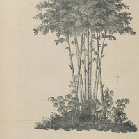 Bambous