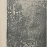 Un coin de la forêt