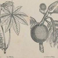 Le ricin et l'arbre à pain