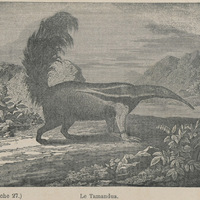 Le tamandua