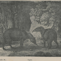Tapirs