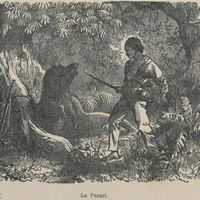 Le pecari