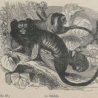 Le ouistiti